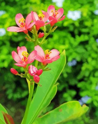 Pink Winter Jasmine Flowers paint by number