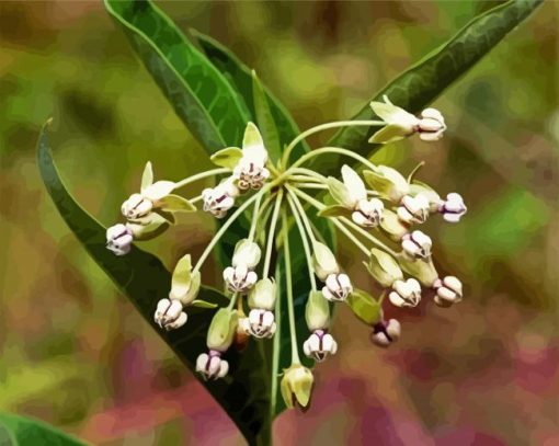 Poke Milkweed Plant paint by number