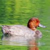 Redhead Duck Bird paint by number