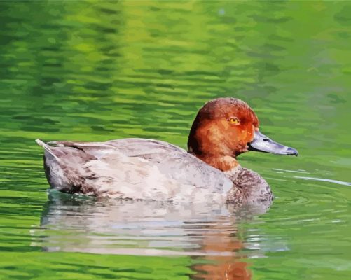 Redhead Duck Bird paint by number