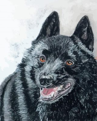 Schipperke Art paint by number