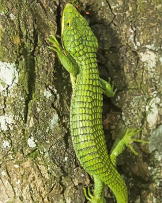 Abronia Graminea paint by number