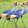 Aesthetic Grey Crowned Crane Birds paint by number
