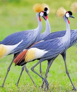 Aesthetic Grey Crowned Crane Birds paint by number