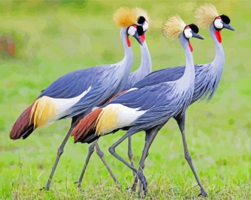 Aesthetic Grey Crowned Crane Birds paint by number