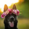 Black Dog Flowers Crown paint by number