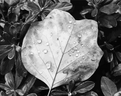 Black And White Plant Leave paint by number