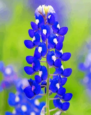 Blue Bonnet paint by number