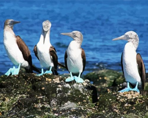 Blue Boobies Birds paint by number