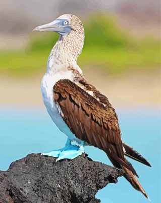 Blue Footed Booby paint by number