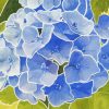 Blue Hydrangeas Art paint by number