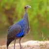 Blue Guinea Fowl paint by number