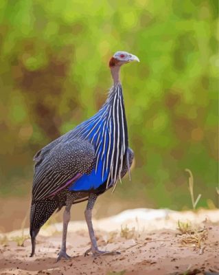 Blue Guinea Fowl paint by number