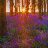 Bluebell Wood At Sunrise paint by number