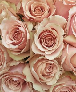 Blush Flowers paint by number