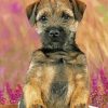 Border Terrier Puppy Dog paint by number