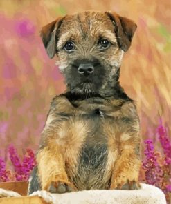 Border Terrier Puppy Dog paint by number