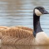 Canadian Goose Bird paint by number