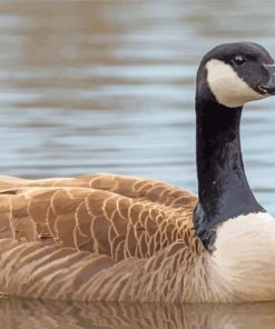 Canadian Goose Bird paint by number