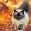 Cat And Autumn Leaves paint by number