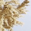 Close Up Pampas Grass paint by number