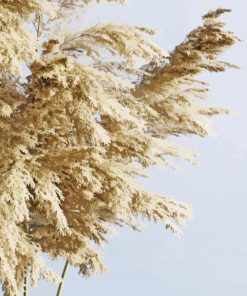 Close Up Pampas Grass paint by number
