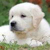 Cool White Retriever paint by number