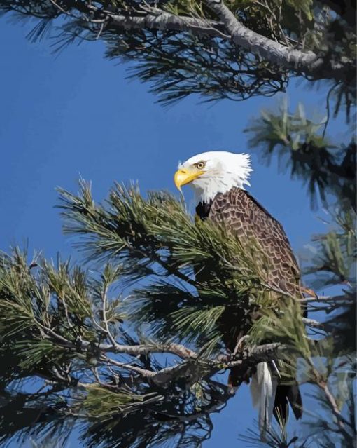 Eagle Bird On Tree paint by number