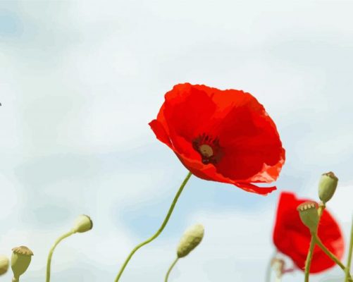 Field Of Red Poppy Wild Flowers paint by number