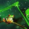 Frog On Branch In The Rain Paint by number