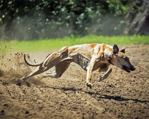 Galgo Dog Running paint by number