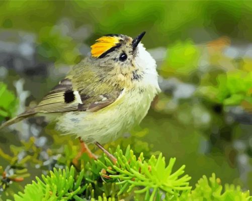 Goldcrest Bird paint by number