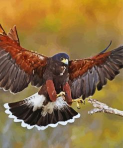 Harris Hawk Bird paint by number