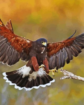 Harris Hawk Bird paint by number