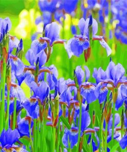 Iris Flower Field paint by number