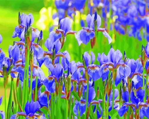 Iris Flower Field paint by number