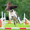 Jumping Dog Agility paint by number