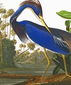 Louisiana Heron Bird paint by number