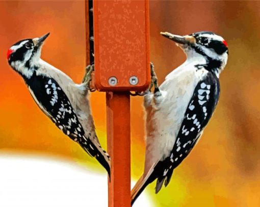 Male And Female Woodpecker paint by number