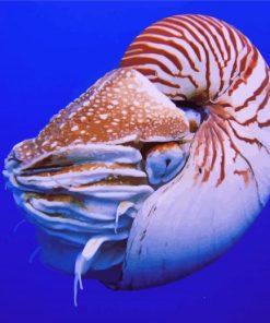 Nautilus paint by number