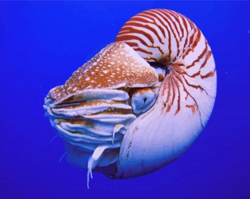 Nautilus paint by number
