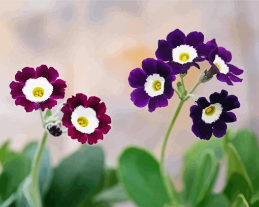 Primula Auricula Flowers paint by number