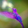 Purple Hummingbird paint by number