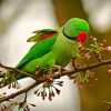 Rose Ringed Parakeet Bird paint by number
