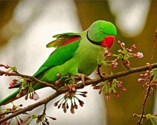 Rose Ringed Parakeet Bird paint by number