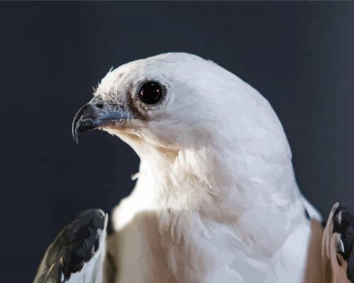 Swallow Tailed kite paint by number