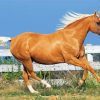 Tan Horse Animal paint by number