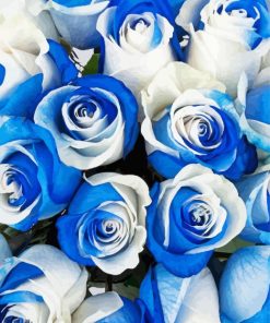 White Blue Roses paint by number