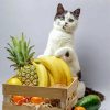 White Cat And Fruits paint by number