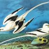White Tailed Tropicbirds paint by number